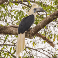 White-crowned Hornbill